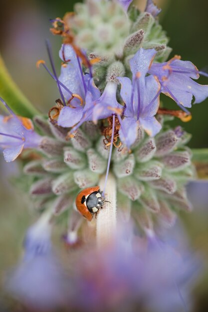 Ladybug on purple petaled flowers