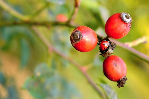 Free Photo "ladybug sitting on berries"