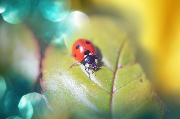 Ladybug