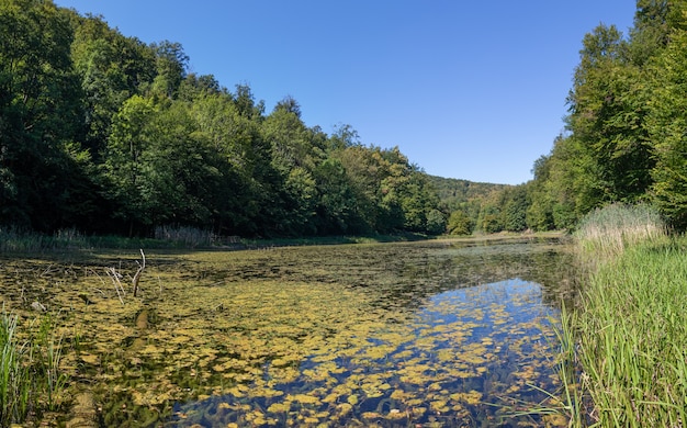 Free Photo lake covered with moss surrounded by beautiful thick green trees