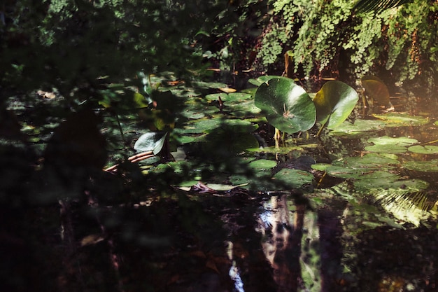 Free Photo lake in forest