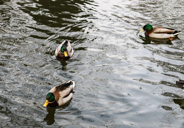 Lake with Mallards swimming in it under the sunlight at daytime