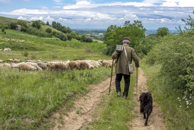 Landscape back view of an old shepherd and a dog walking toward his sheep in a countryside