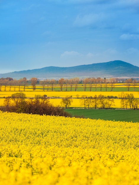 Landscape of blooming rape fields