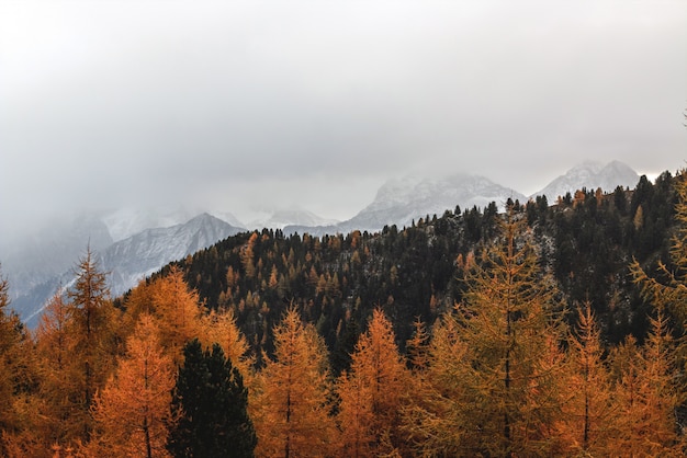 Landscape of Brown Pine Trees