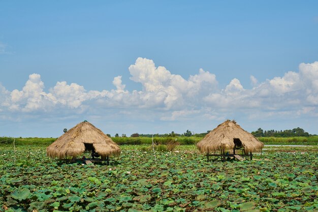 Landscape in Cambodia