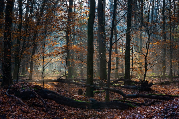 Landscape of a forest covered in dry leaves and trees under the sunlight in the autumn