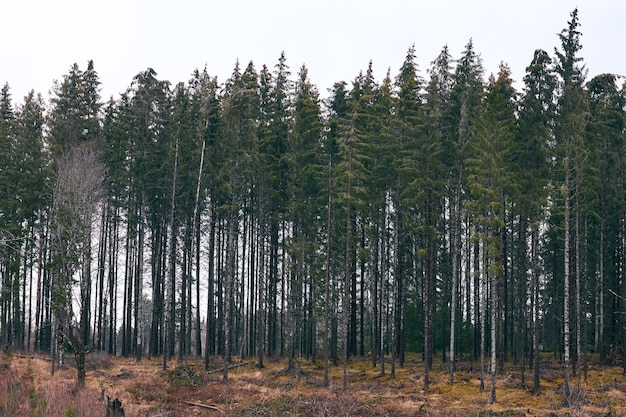 Landscape of a forest covered in greenery under the cloudy sky at daytime