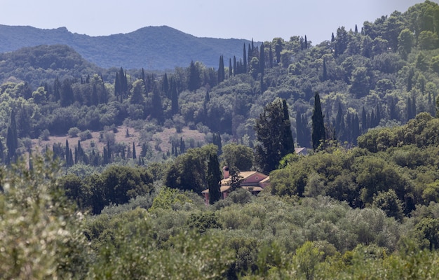 Landscape of forest and mountains