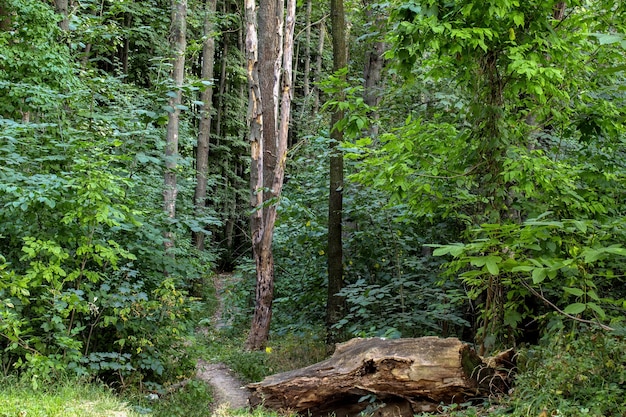 Landscape of forest with green trees