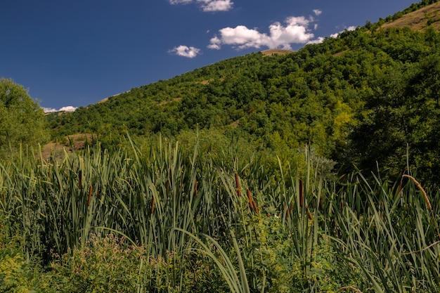 Landscape of hills covered in bushes and trees under the sunlight and a blue sky