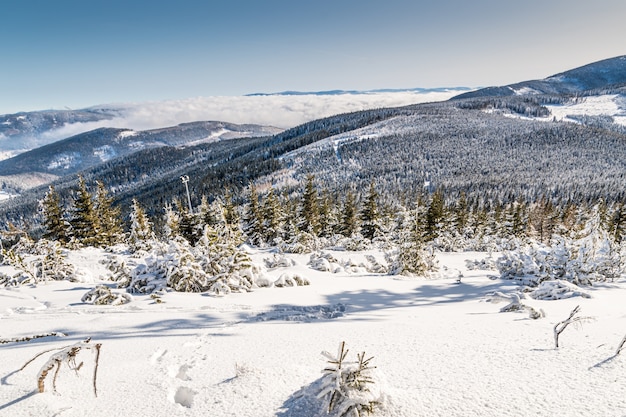 Landscape of hills covered in the snow and forests under the sunlight at daytime