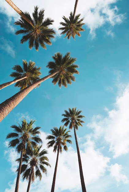 Landscape of palm trees in pastel colors