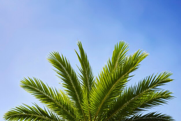 Landscape of palm trees in pastel colors