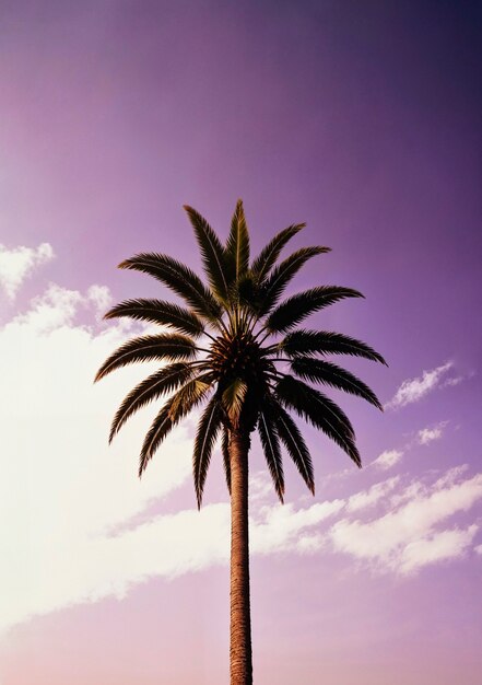 Landscape of palm trees in pastel colors