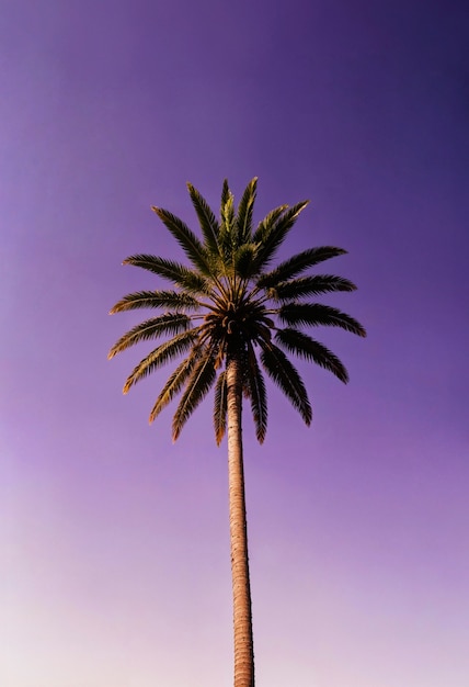 Landscape of palm trees in pastel colors