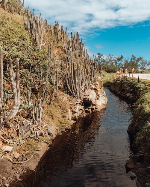 Landscape of a river in Rio de Janeiro with a sand road and cactuses on a hill