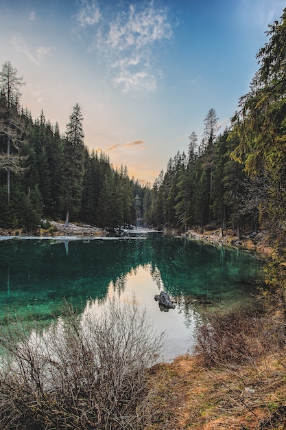 Landscape of Riverand Pine Trees