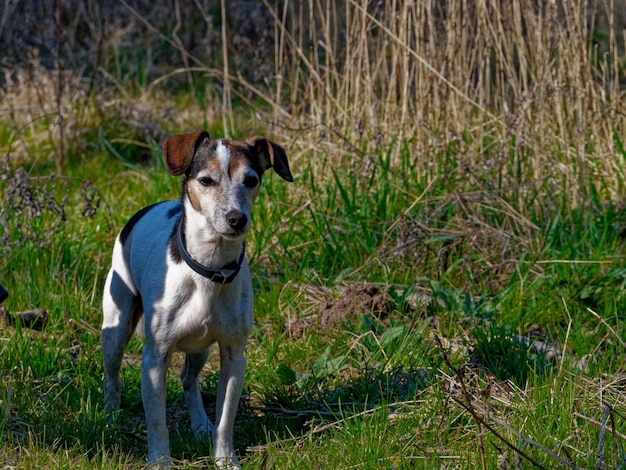 Free photo landscape shot of a dog