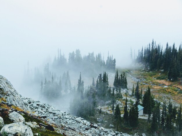 Landscape shot of a foggy, rocky mountain with green pine trees growing on it