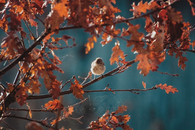 Free photo landscape shot of a nightingale bird