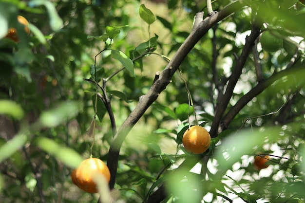 Free photo landscape shot of orange fruit in the branches with blurry green leaves