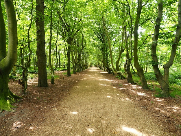 Landscape shot of a wide path with line green trees