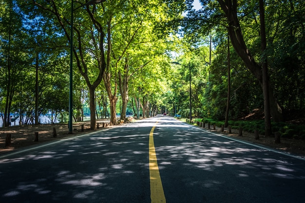 Free photo landscape of straight road under the trees, the famous longtien green tunnel in taitung, taiwan.