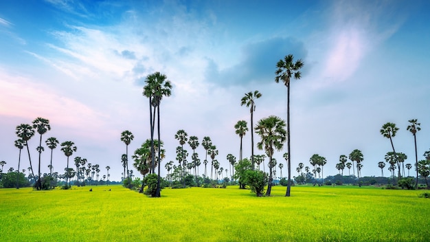 Free photo landscape of sugar palm and rice field.