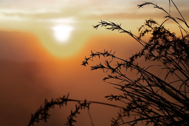 Free Photo landscape. tall grass in the sunlight. volcano batur. bali indonesia