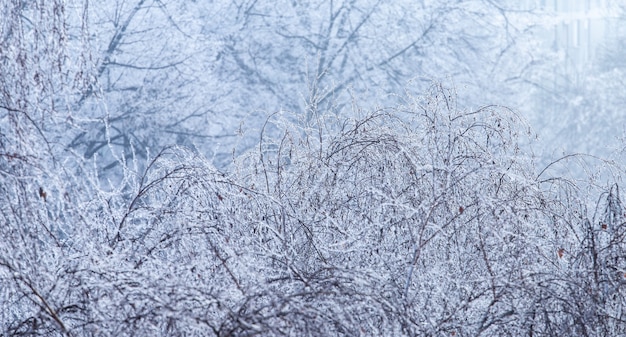 Free photo landscape of tree branches covered in frost during the winter in zagreb in croatia