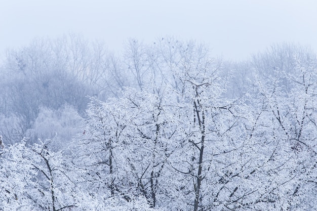 Free photo landscape of tree branches covered in frost during the winter in zagreb in croatia