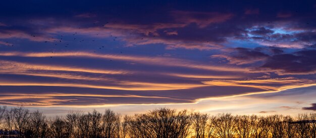 Landscape of tree silhouettes under a cloudy sky during a beautiful pink sunset