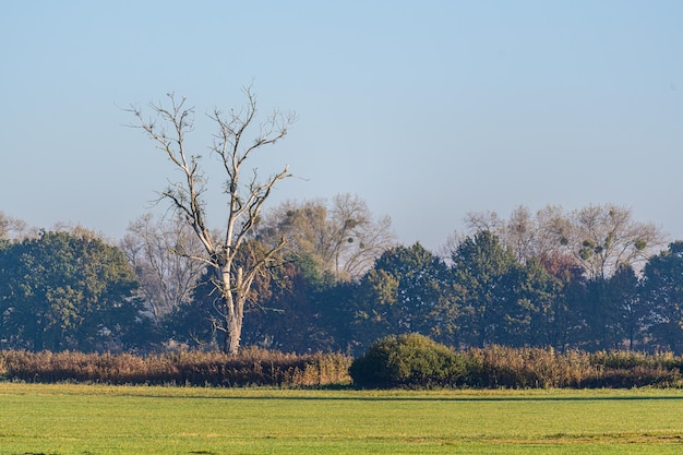 Free photo landscape of trees in the meadow against a gloomy sky