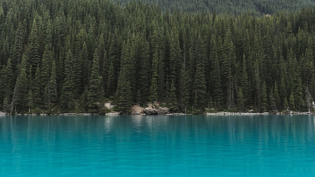 Landscape of trees near body of water