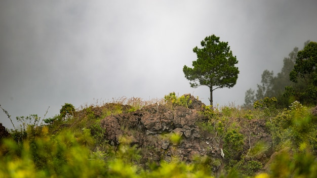 Free Photo landscape. on volcano batur. bali. indonesia