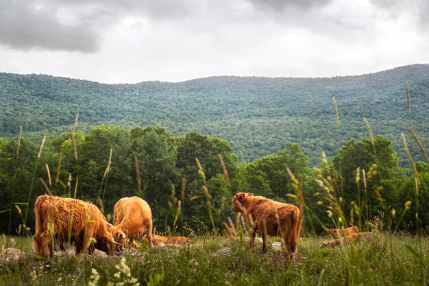 Landscape with buffalos on meadow