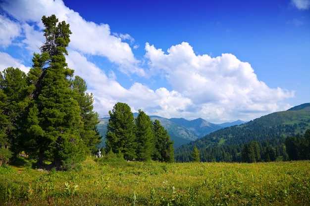 Landscape with forest mountains