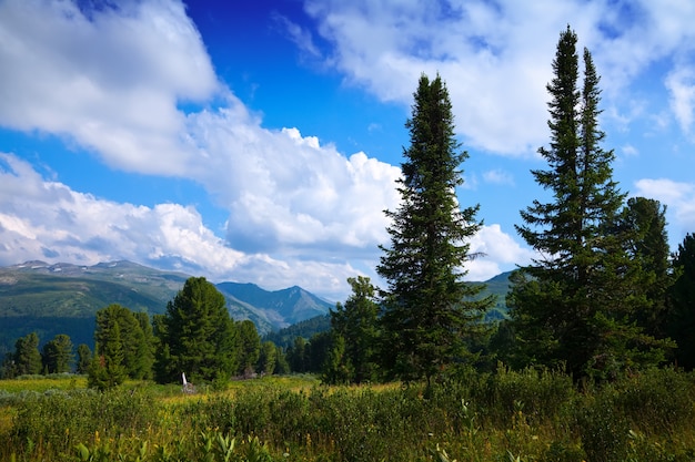 Landscape with forest mountains