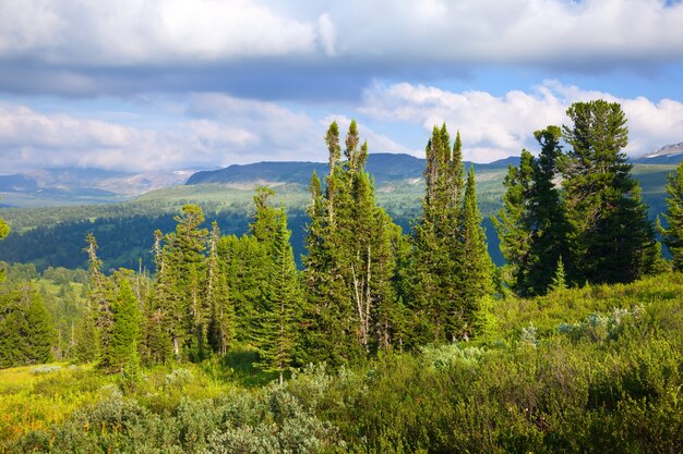 Landscape with forest mountains