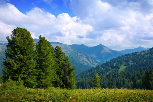 Landscape with forest mountains