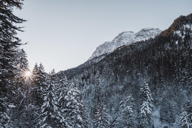 A landscape with a lot of fir trees and high rocky mountains covered with snow under the sunlight