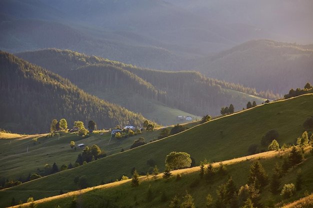 Free Photo landscape with pine forests in the mountains