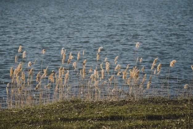 Free photo landscape with plants and lake