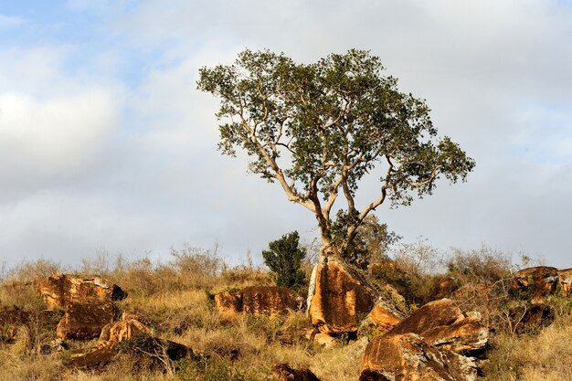 Landscape with tree in Africa