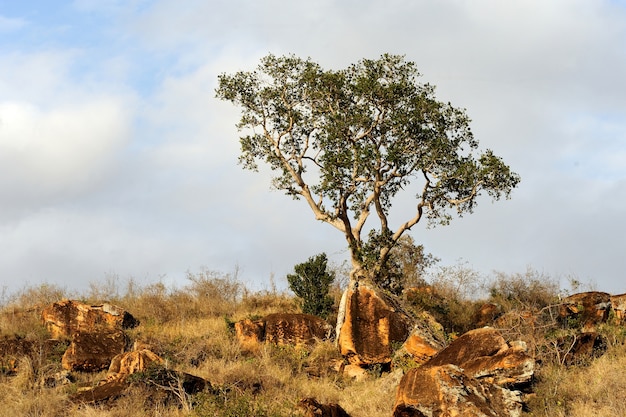 Landscape with tree in Africa