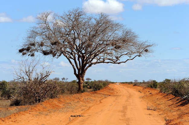 Free photo landscape with tree in africa