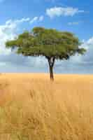 Free photo landscape with tree in africa