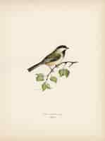 Free photo lappmes (parus cinctus) illustrated by the von wright brothers.