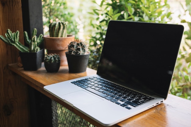 Laptop near cacti